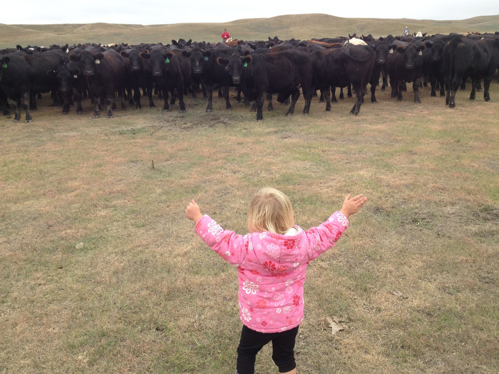 Cattle kids